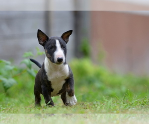Miniature Bull Terrier Puppy for Sale in Kiskoros, Bacs-Kiskun Hungary