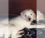 Small Photo #17 Dogo Argentino Puppy For Sale in CANON CITY, CO, USA