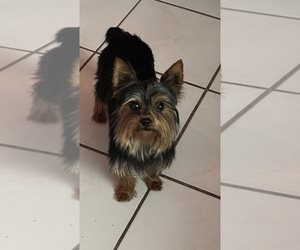 Father of the Yorkshire Terrier puppies born on 12/12/2024