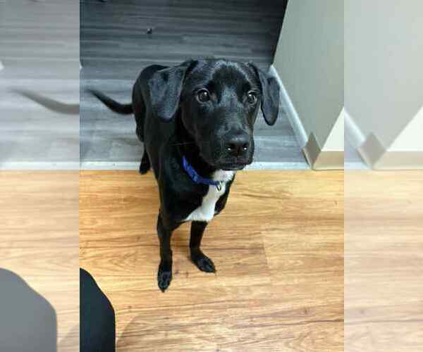 Medium Photo #1 Labrador Retriever Puppy For Sale in FRAMINGHAM, MA, USA