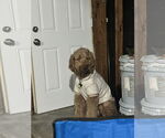 Small #1 Goldendoodle