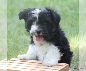 Havanese Puppy for sale in THREE RIVERS, MI, USA