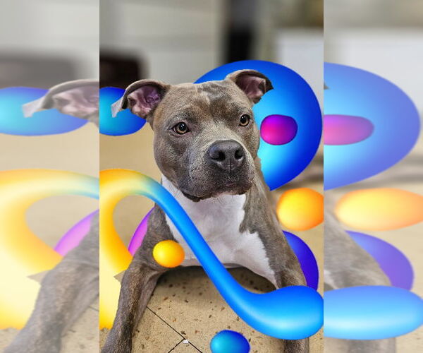 Medium Photo #1 American Pit Bull Terrier Puppy For Sale in Lighthouse Point, FL, USA