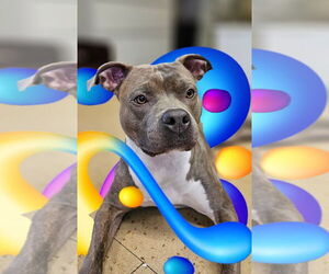 American Pit Bull Terrier Dogs for adoption in Lighthouse Point, FL, USA