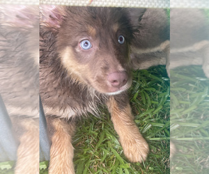 Australian Shepherd Puppy for sale in ALBERTVILLE, AL, USA