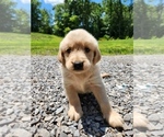 Small Photo #7 Golden Retriever Puppy For Sale in OLIVER SPRINGS, TN, USA