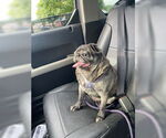Small #4 Pug