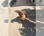 Small Photo #7 Labrador Retriever Puppy For Sale in LINCOLN, CA, USA