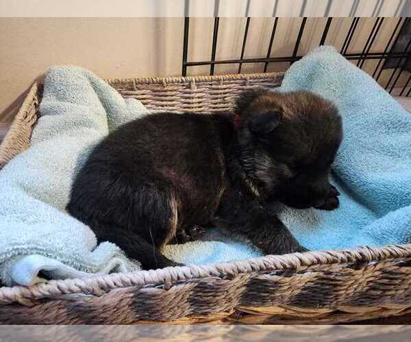 Medium Photo #6 German Shepherd Dog Puppy For Sale in LYNCH STATION, VA, USA
