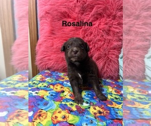 Miniature Australian Shepherd Puppy for sale in WILLIAMS, IA, USA