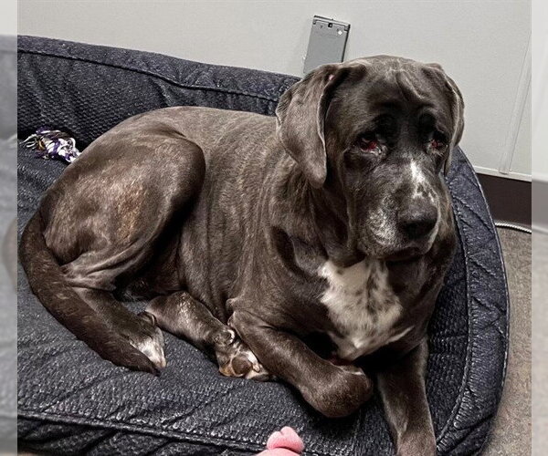 Medium Photo #5 Mutt Puppy For Sale in San Diego, CA, USA