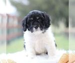 Small Photo #2 Cockapoo Puppy For Sale in GORDONVILLE, PA, USA
