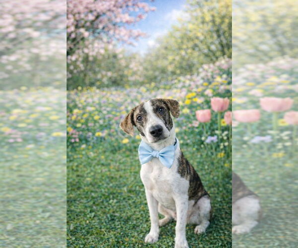 Medium Photo #3  Puppy For Sale in , 