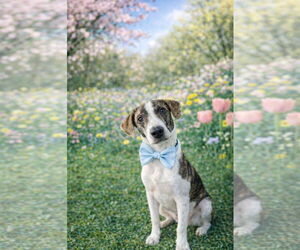 Mutt Dogs for adoption in Sanford, FL, USA