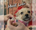 Small Photo #2 Mutt Puppy For Sale in Aurora, IN, USA