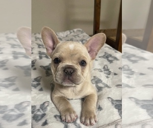 French Bulldog Puppy for sale in SAINT PETERSBURG, FL, USA