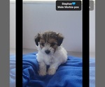 Small #2 Morkie Poo (Toy)