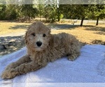 Image preview for Ad Listing. Nickname: Walker F1B