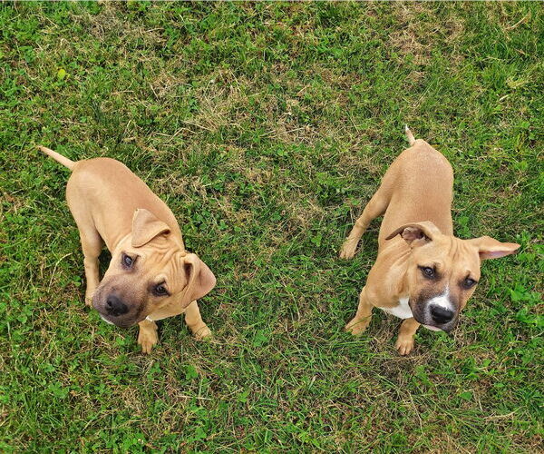 Medium Photo #2 American Staffordshire Terrier-Boxer Mix Puppy For Sale in Unionville, PA, USA