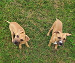 Small #1 American Staffordshire Terrier-Boxer Mix