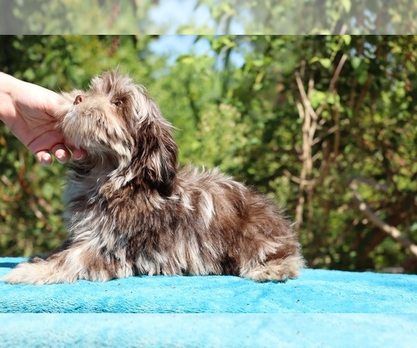 Medium Photo #19 ShihPoo Puppy For Sale in DYERSBURG, TN, USA