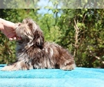 Small #18 ShihPoo