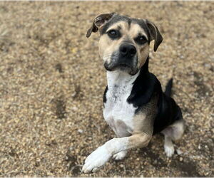 Kirby - Male Mutt Dog for Adoption - Photo #7