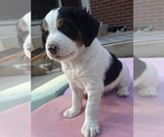Small #4 Australian Shepherd-Bernedoodle Mix