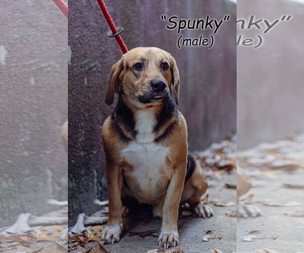 Medium Photo #1 Beagle-Unknown Mix Puppy For Sale in Frenchburg, KY, USA