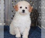 Small #3 Poochon