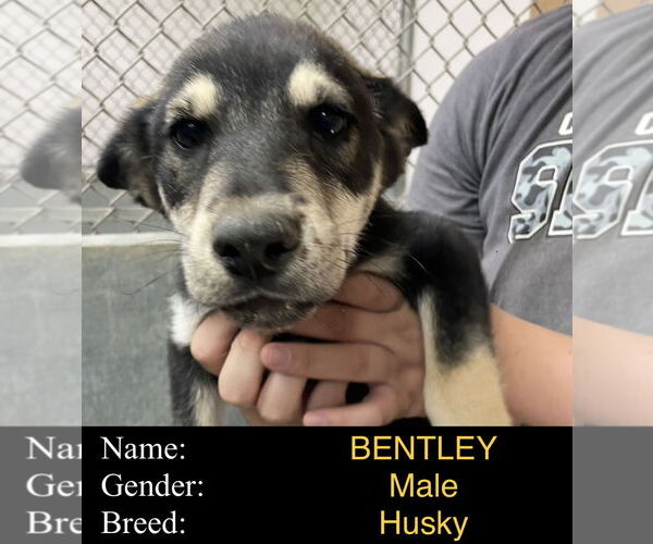 Medium Photo #1 Siberian Husky-Unknown Mix Puppy For Sale in Cedar Crest, NM, USA