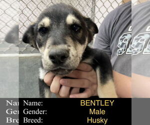 Siberian Husky-Unknown Mix Dogs for adoption in Cedar Crest, NM, USA