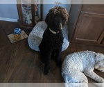 Small Photo #55 Poodle (Standard) Puppy For Sale in SAND SPRINGS, OK, USA