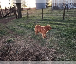 Father of the Golden Retriever puppies born on 04/22/2026