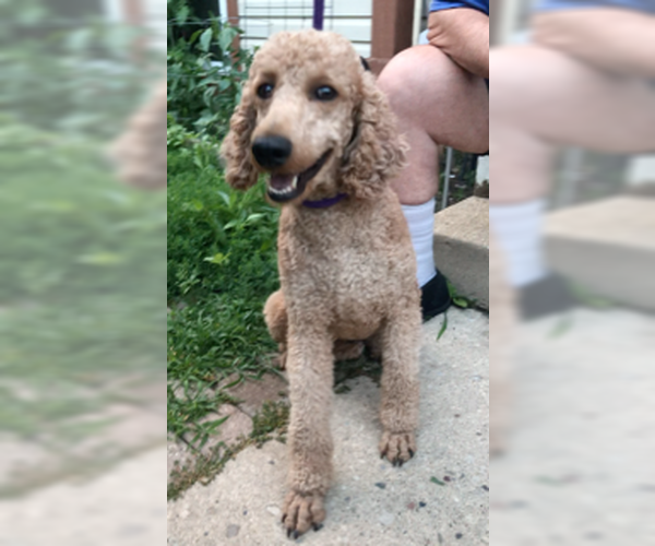 Medium Photo #1 Poodle (Standard) Puppy For Sale in Lincolnwood, IL, USA