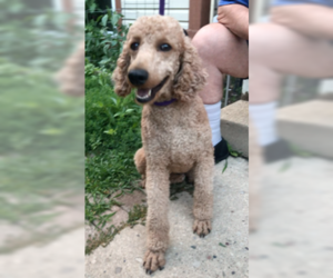 Poodle (Standard) Dogs for adoption in Lincolnwood, IL, USA