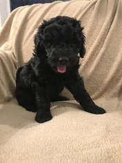 Goldendoodle Puppy for sale in STERLING, MA, USA
