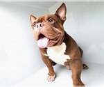 Small Bulldog Mix