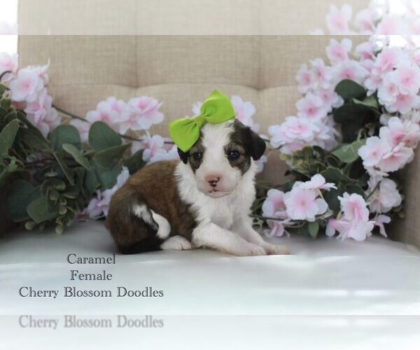 Medium Photo #8 Bordoodle Puppy For Sale in GREENWICH, OH, USA