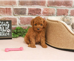 Small #3 Cavapoo (Miniature)