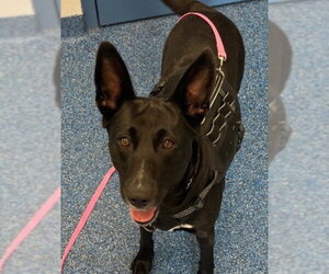 26-203 Midnight Ruby - Female Mutt Dog for Adoption - Photo #6