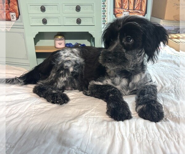 Medium Photo #2 Schnauzer (Miniature) Puppy For Sale in MORENO VALLEY, CA, USA