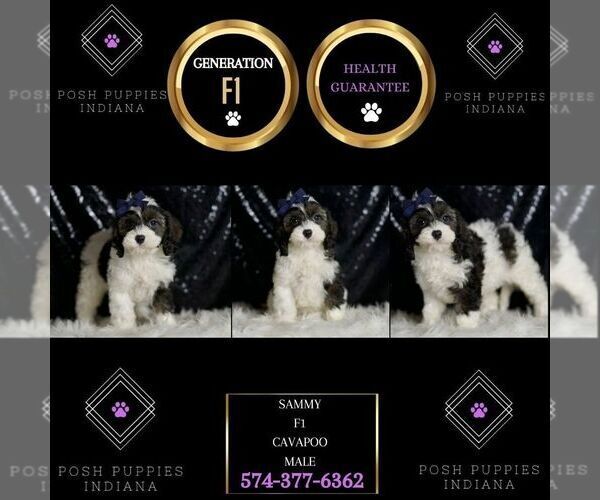 Medium Photo #54 Cavapoo Puppy For Sale in WARSAW, IN, USA