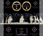 Small Photo #54 Cavapoo Puppy For Sale in WARSAW, IN, USA