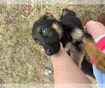 Small Photo #2 German Shepherd Dog-Unknown Mix Puppy For Sale in MECHANICSBURG, PA, USA
