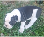Small Photo #6 Olde English Bulldogge Puppy For Sale in CASCADE, MT, USA