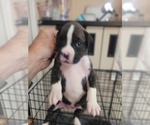 Puppy Little girl pi Boxer