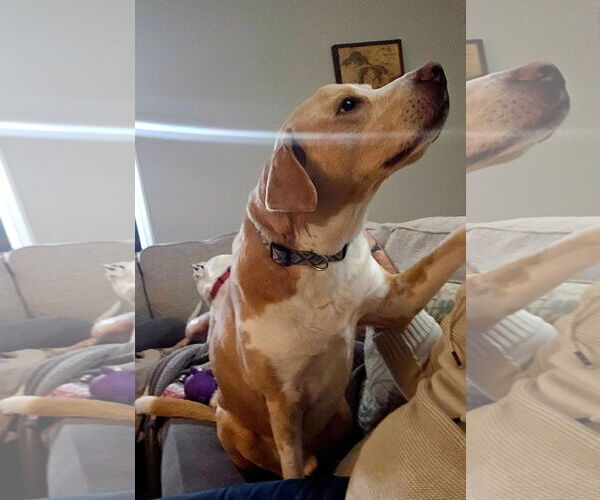 Medium Photo #8 Labrador Retriever-Unknown Mix Puppy For Sale in Germantown, OH, USA