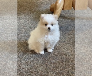 Pomeranian Puppy for sale in SAULT SAINTE MARIE, MI, USA