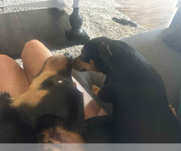 Medium Photo #3 Chiweenie Puppy For Sale in Escondido, CA, USA